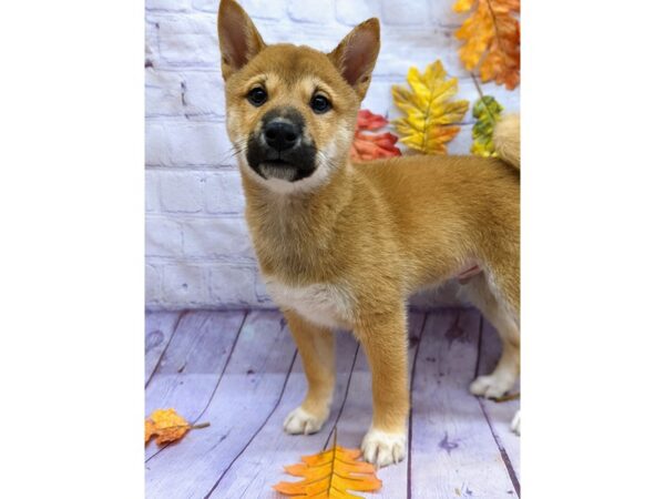 Shiba Inu Dog Male Red 17518 Petland Wichita, Kansas