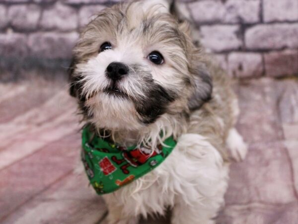 Coton De Tulear-Dog-Male-Sable & White-17542-Petland Wichita, Kansas