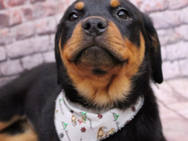 Rottweiler Dog Female Black and Rust 17541 Petland Wichita, Kansas