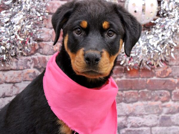 Rottweiler Dog Female Black and Rust 17540 Petland Wichita, Kansas