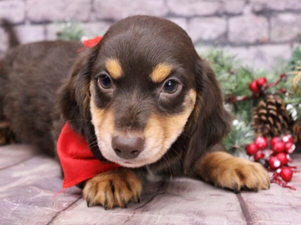 Miniature Dachshund Dog Male Chocolate & Rust Long Haired 17568 Petland Wichita, Kansas