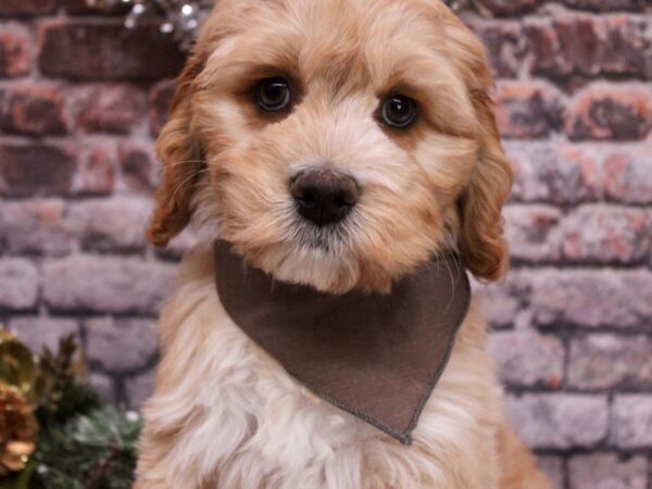 Cockapoo-Dog-Male-Cream-17567-Petland Wichita, Kansas