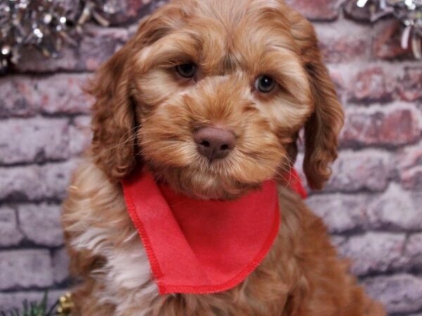 Cockapoo-Dog-Male-Red-17565-Petland Wichita, Kansas