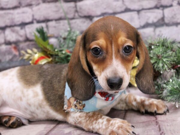 Miniature Dachshund Dog Male Red Tri Piebald 17562 Petland Wichita, Kansas