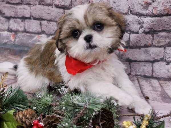 Shih Tzu-Dog-Male-Gold & White-17560-Petland Wichita, Kansas