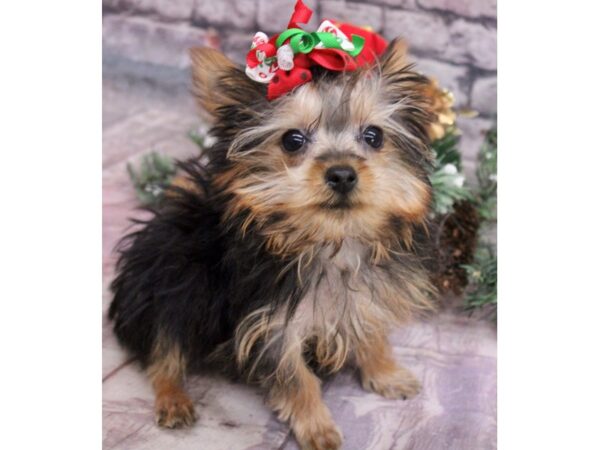 Yorkshire Terrier Dog Female Black & Tan 17557 Petland Wichita, Kansas