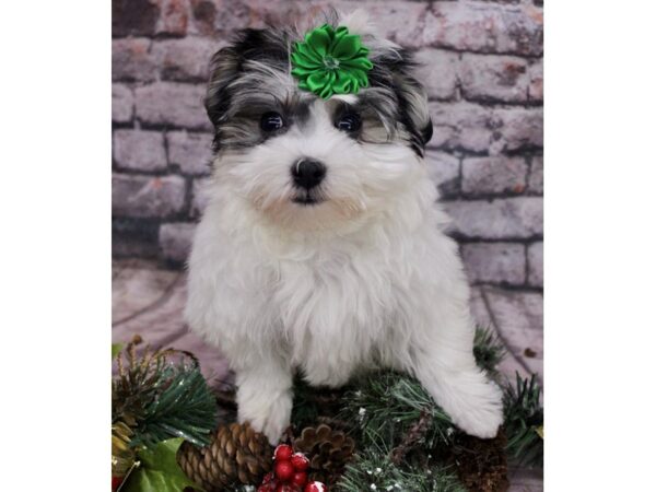 Coton De Tulear-Dog-Female-White & Black-17556-Petland Wichita, Kansas