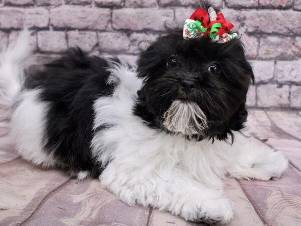 Toy ShihPoo Dog Female Black & White Parti 17492 Petland Wichita, Kansas