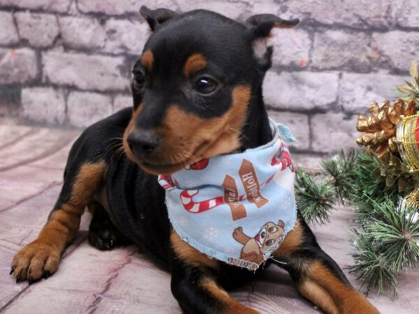 Miniature Pinscher-Dog-Male-Black & Rust-17575-Petland Wichita, Kansas