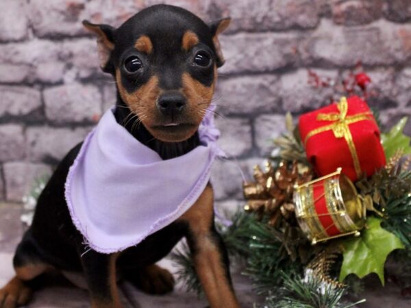 Miniature Pinscher Dog Female Black & Rust 17576 Petland Wichita, Kansas