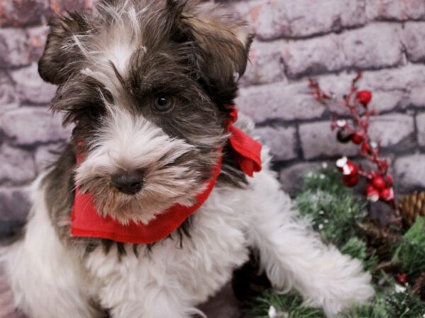 Miniature Schnauzer-Dog-Male-Parti-17583-Petland Wichita, Kansas