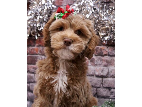 Cockapoo-Dog-Female-Buff & White-17578-Petland Wichita, Kansas