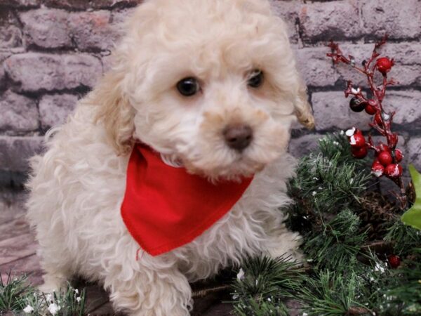 Miniature Poodle Dog Male Cream 17584 Petland Wichita, Kansas