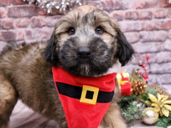 Soft Coated Wheaten Terrier Dog Male Wheaten 17601 Petland Wichita, Kansas