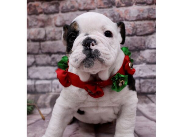 English Bulldog-Dog-Female-Black Tri Piebald-17591-Petland Wichita, Kansas