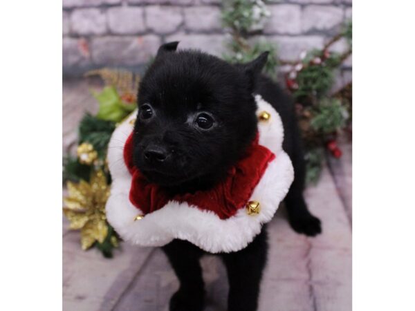 Schipperke-Dog-Female-Black-17607-Petland Wichita, Kansas