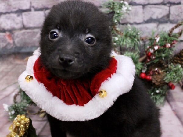 Schipperke Dog Male Black 17606 Petland Wichita, Kansas