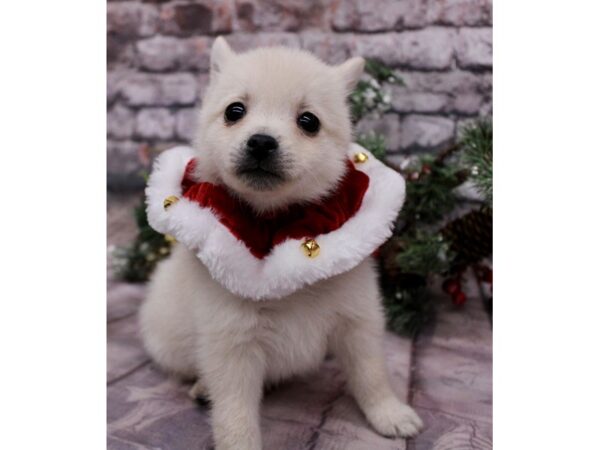 Schipperke Dog Male Cream 17604 Petland Wichita, Kansas