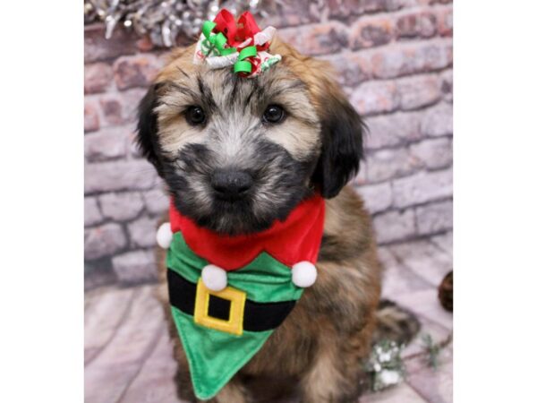 Soft Coated Wheaten Terrier Dog Female Wheaten 17600 Petland Wichita, Kansas