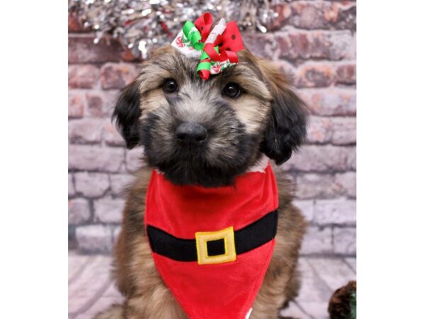 Soft Coated Wheaten Terrier-Dog-Female-Wheaten-17599-Petland Wichita, Kansas