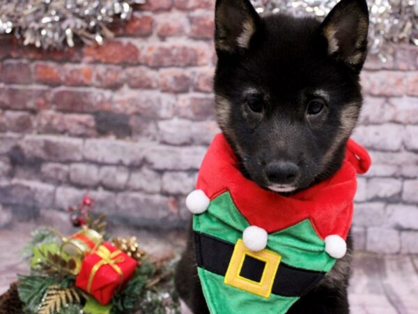 Shiba Inu Dog Female Black and Tan 17598 Petland Wichita, Kansas