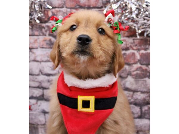 Golden Retriever-Dog-Female-Red Gold-17596-Petland Wichita, Kansas