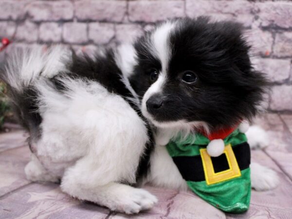 Pomeranian Dog Male Black & White Parti 17593 Petland Wichita, Kansas