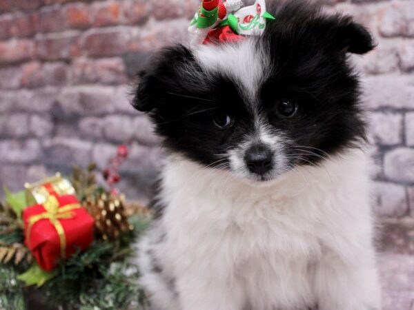 Pomeranian-Dog-Female-Black & White Parti-17592-Petland Wichita, Kansas