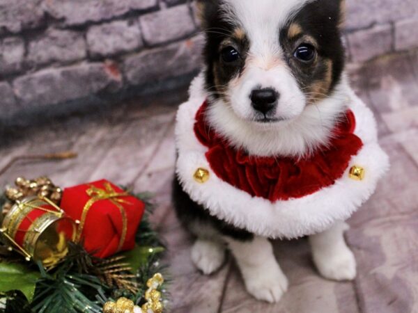 Toy Auggie-Dog-Female-Black Tri-17589-Petland Wichita, Kansas