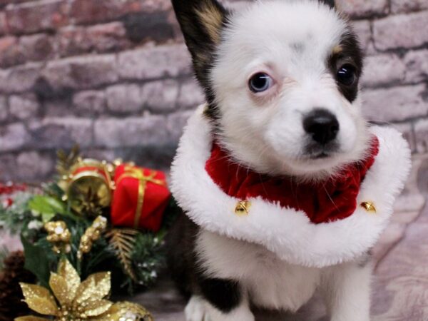 Toy Auggie Dog Male Black & White 17588 Petland Wichita, Kansas