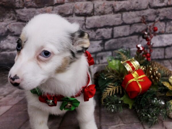 Toy Auggie-Dog-Female-Blue Merle w/blue eyes-17587-Petland Wichita, Kansas