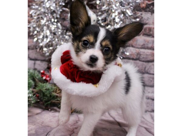 Papillon-Dog-Male-Black Tri Parti-17614-Petland Wichita, Kansas