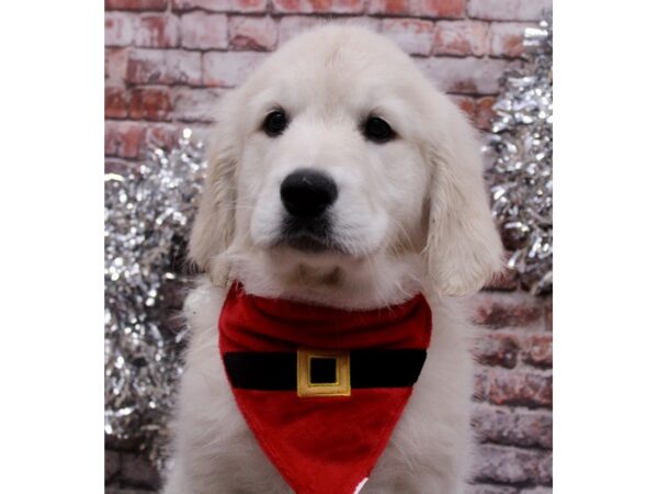 English Cream Golden Retriever-Dog-Male-English Cream-17610-Petland Wichita, Kansas