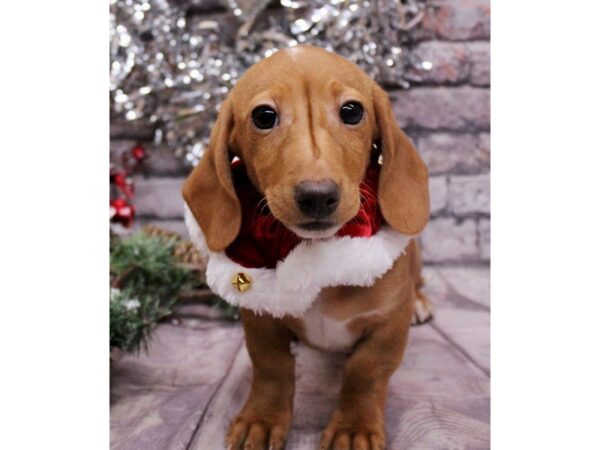 Miniature Dachshund Dog Female Smooth Coat Red & White 17613 Petland Wichita, Kansas