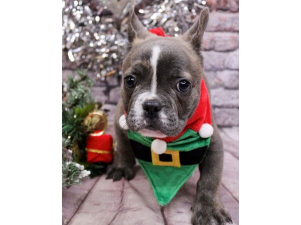 Freelance Bulldog Dog Male Blue Brindle 17616 Petland Wichita, Kansas