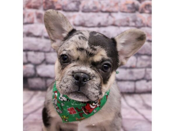 French Bulldog Dog Male Blue Merle w/ Tan 17623 Petland Wichita, Kansas