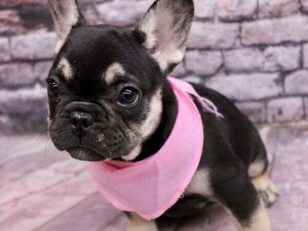 French Bulldog Dog Female Black & Tan 17624 Petland Wichita, Kansas