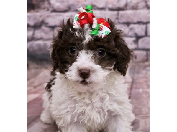 F1B Mini Bernedoodle Dog Female Chocolate & White 17636 Petland Wichita, Kansas