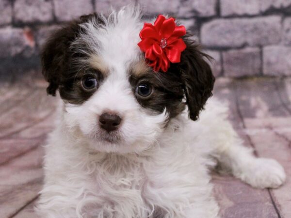 F1B Mini Bernedoodle-Dog-Female-Chocolate & White-17635-Petland Wichita, Kansas