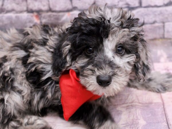 Miniature Poodle Dog Male Blue Merle 17633 Petland Wichita, Kansas