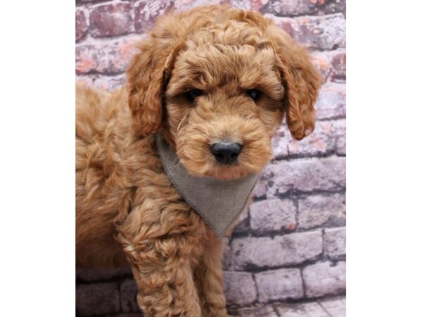 F1B Mini Goldendoodle Dog Male Red 17629 Petland Wichita, Kansas