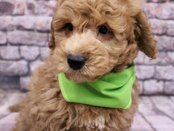 F1B Mini Goldendoodle Dog Male Red 17628 Petland Wichita, Kansas