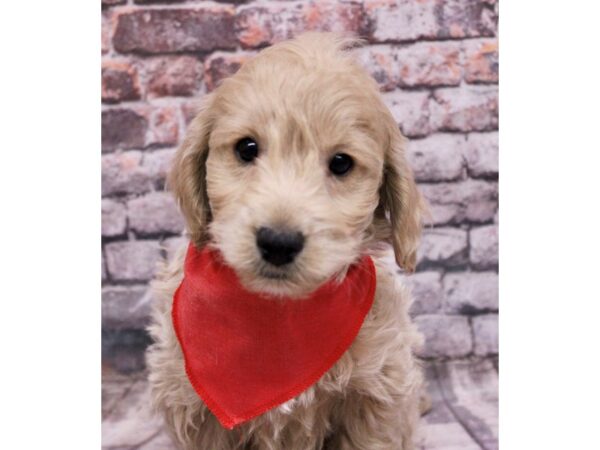 F1B Mini Goldendoodle Dog Male Champagne 17627 Petland Wichita, Kansas