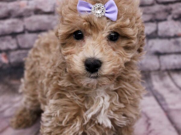 F1B Mini Goldendoodle Dog Female Champagne 17626 Petland Wichita, Kansas