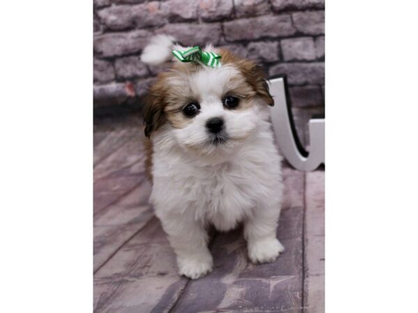 Lhasa Apso Dog Female White & Sable 17620 Petland Wichita, Kansas