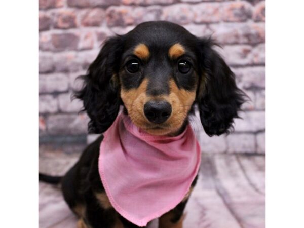 Miniature Dachshund Dog Female Black & Tan 17622 Petland Wichita, Kansas