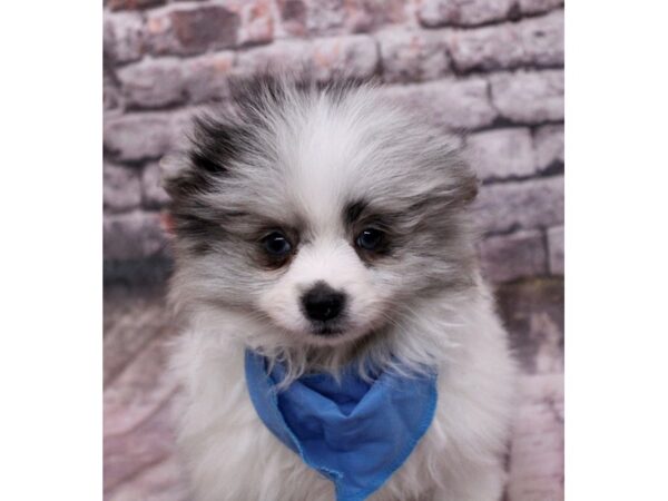 Pomeranian-Dog-Male-Blue Merle-17654-Petland Wichita, Kansas