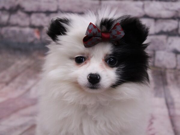 Pomeranian-Dog-Female-Black & White-17655-Petland Wichita, Kansas