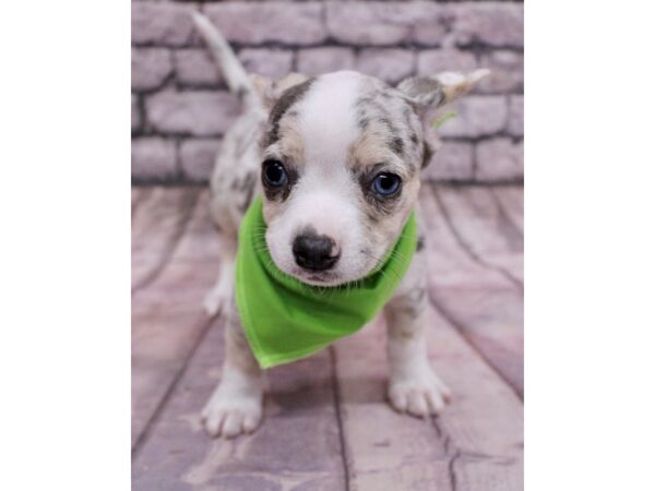 Chihuahua Dog Male Blue Merle 17651 Petland Wichita, Kansas