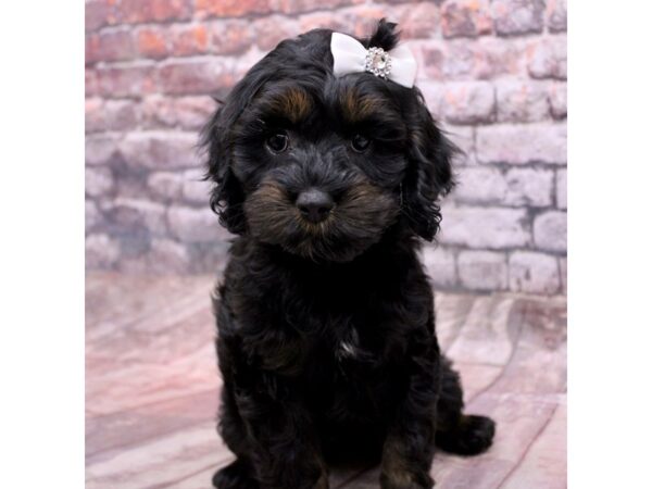 Cockapoo Dog Female Black & Tan 17647 Petland Wichita, Kansas